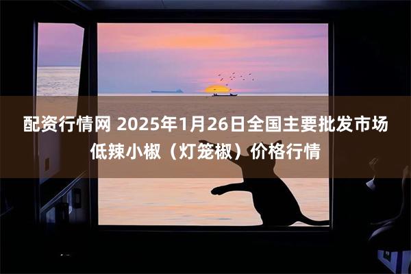 配资行情网 2025年1月26日全国主要批发市场低辣小椒（灯笼椒）价格行情